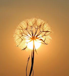 dandelion-1557110_1280