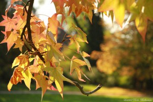 herbstblaetter