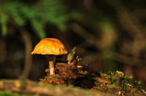 mushrooms-222039_1280