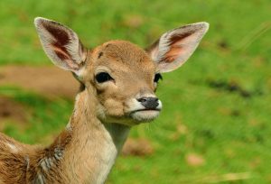 roe-deer-1586373_1920