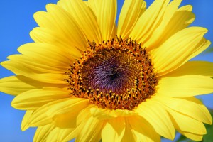 sun-flower-179010_1280